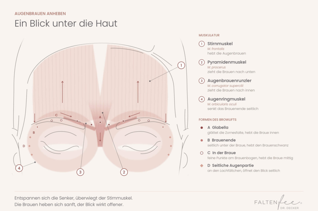 Schematische Darstellung zum Augenbrauen anheben mit Stirnmuskel, Glabella, seitlichem Augenringmuskel und Injektionspunkten – FALTENFEE® Dortmund
